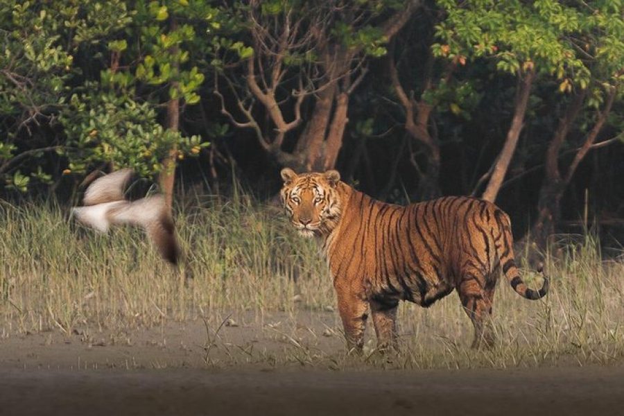 Sundarban tour