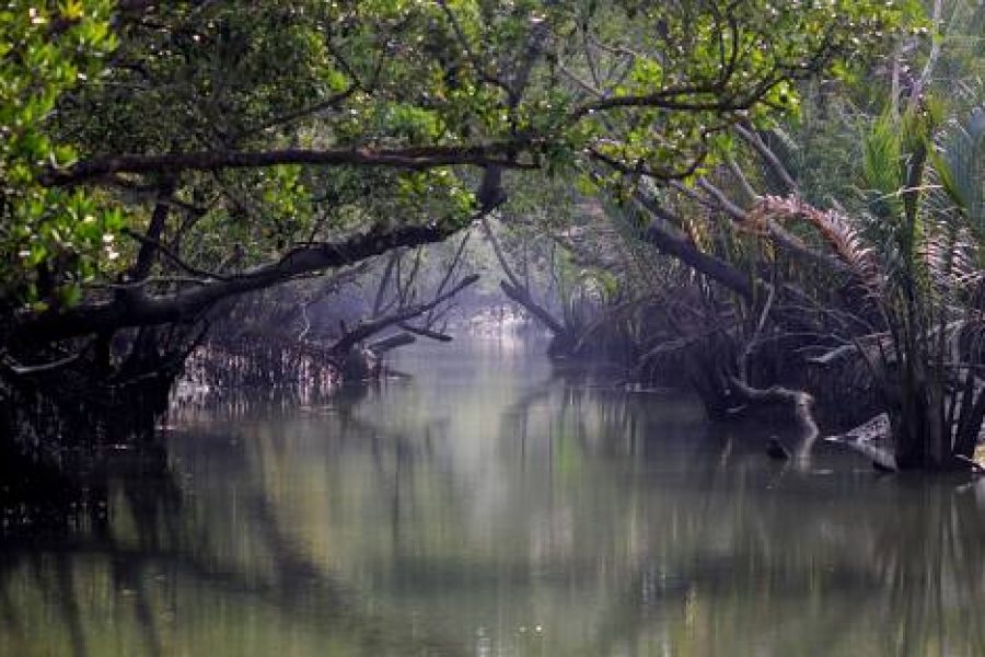 sundarban